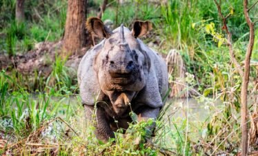 3 Nights 4 Days Comfortable Chitwan Safari Tour